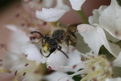 Andrena banksi