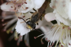 Andrena banksi