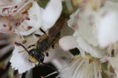 Andrena banksi