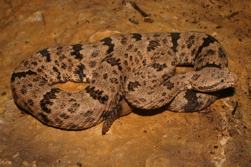 Rock Rattlesnake