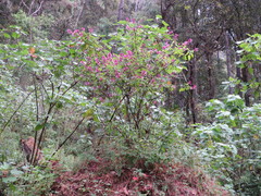 Salvia iodantha