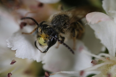 Andrena banksi