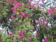 Salvia iodantha