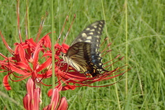 Papilio machaon hippocrates
