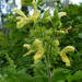 Salvia glutinosa - Photo (c) Gianfranco, algunos derechos reservados (CC BY-NC-ND), subido por Gianfranco