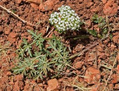 Cymopterus glomeratus