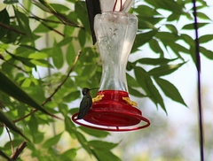 Cynanthus latirostris