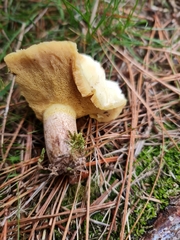 Suillus granulatus