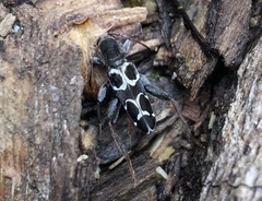 Neoclytus conjunctus