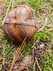 Suillus granulatus