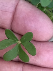 Oxalis pes-caprae