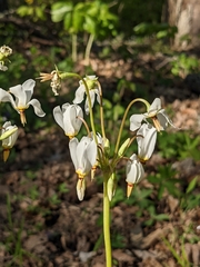 Primula meadia