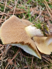 Suillus granulatus