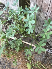 Oxalis pes-caprae