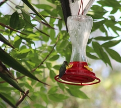 Cynanthus latirostris