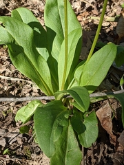 Primula meadia