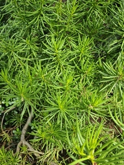 Senecio barbertonicus