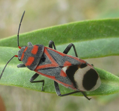 Graptostethus septus