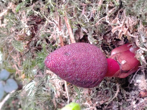 Image of Balanophora harlandii by (c) jackywu, some rights reserved (CC BY)