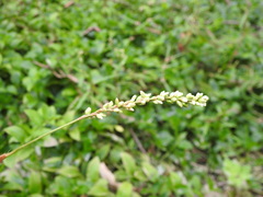 Persicaria subsessilis