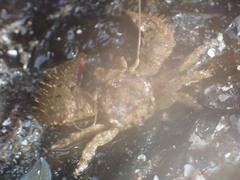 Pachycheles pubescens