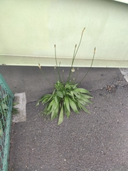 Plantago lanceolata