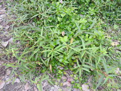 Persicaria subsessilis