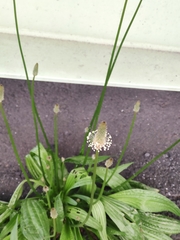 Plantago lanceolata