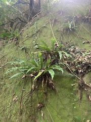 Asplenium setoi