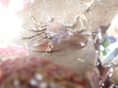 Petrolisthes manimaculis