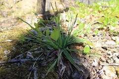 Carex platyphylla