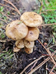Pholiota subflammans