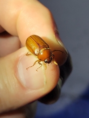 Phyllophaga crinita