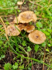 Pholiota subflammans