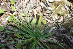 Carex platyphylla