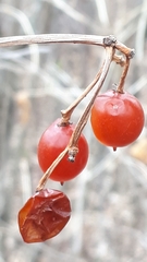 Viburnum edule