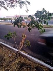 Albizia tomentosa