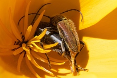 Brachysomida californica