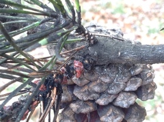 Toumeyella parvicornis