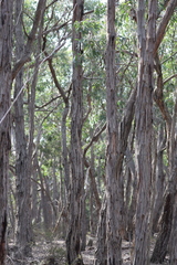 Eucalyptus goniocalyx laxa