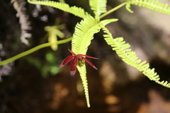 Neurothemis ramburii