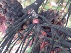 Toumeyella parvicornis