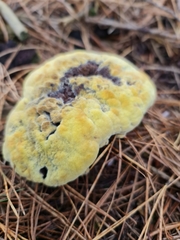 Phaeolus schweinitzii