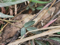 Desmodium varians
