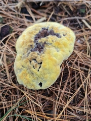 Phaeolus schweinitzii