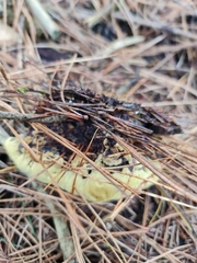 Phaeolus schweinitzii