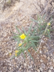 Lithospermum incisum