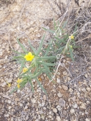 Lithospermum incisum