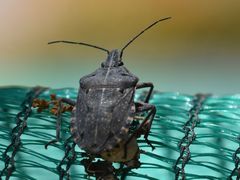 Peltasticus punctatus