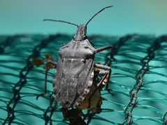 Peltasticus punctatus